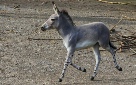 Somali-Wildesel_2024-06.pdf