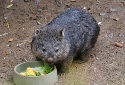 Tasmanischer_Nacktnasenwombat_2024-04.pdf