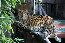 Chinesische Leoparden_2025-01.pdf